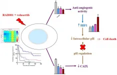 Oncotarget: mTORC1 and PLK1 inhibition in adenocarcinoma NSCLC