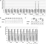 Oncotarget: Piperlongumine promotes death of retinoblastoma cancer cells