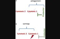 Oncotarget | Selective protection of normal cells from chemotherapy, while killing drug-resistant cancer cells