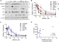 Oncotarget: The Hippo pathway, RABL6A, and p53-MDM2 axes in sarcomas