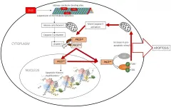 Oncotarget: The pro-apoptotic actions of 2-methoxyestradiol against ovarian cancer