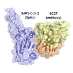 One antibody to neutralize them all?