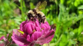 One in five Colorado bumblebees are endangered, new report says