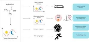 One of the keys to healthy sleep and blood sugar has been found 2