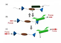 One Ring to rule them all: curious interlocked molecules show dual response