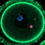 Oocytes outsmart toxic proteins to preserve long-term female fertility 2