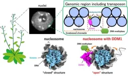 Opening the right doors: “jumping gene” control mechanisms revealed