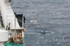 Opportunistic sperm and northern bottlenose whales frequently observed swimming behind deep-sea trawler net to feed on escaping fish