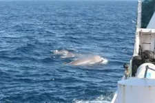 Opportunistic sperm and northern bottlenose whales frequently observed swimming behind deep-sea trawler net to feed on escaping fish 2