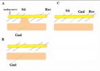 Optimal distance between 2 electrode tips when recording compound nerve action potentials