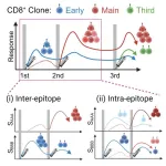 Optimizing boosters: How COVID mRNA vaccines reshape immune memory after each dose