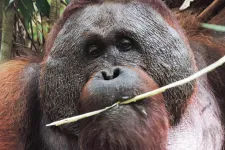 Orangutan finding highlights need to protect habitat