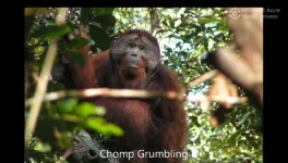 Orangutans can make two sounds at the same time, similar to human beatboxing, study finds