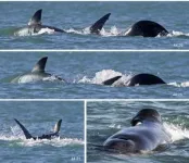 Orcas demonstrating they no longer need to hunt in packs to take down the great white shark 2