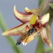 Orchid tricks hoverflies