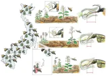 Orchid without bumblebee on island finds wasp, loses self