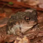 Oregon State graduate student sheds light on better way to study reputedly secretive toad