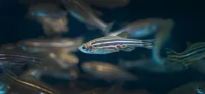Oregon State receives $7.5 million grant to build state of the art zebrafish biomedical research facility