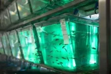 Oregon State receives $7.5 million grant to build state of the art zebrafish biomedical research facility 2