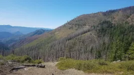 Oregon State research shows why some pockets of conifer survive repeated forest fires