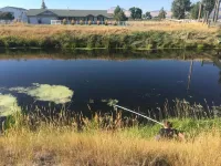 Oregon State researchers develop novel technique for sniffing out toxic algae blooms