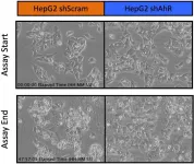 Oregon State researchers discover new class of cancer fighting compounds