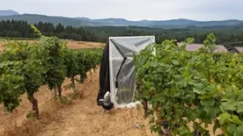 Oregon State researchers make breakthrough in understanding the chemistry of wildfire smoke in wine 2