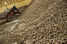 Oregon State researchers receive $2M to look for new ways to prevent organic potatoes from spoiling
