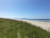 Oregon State University research shows two invasive beachgrasses are hybridizing