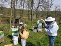 Organic beekeeping rivals conventional methods for bee health, productivity