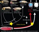 Origin of the unique ventilatory apparatus of turtles 2