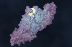 ORNL-led team designs molecule to disrupt SARS-CoV-2 infection 2