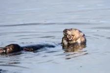 Otters, especially females, use tools to survive a changing world