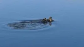 Otters, especially females, use tools to survive a changing world 2