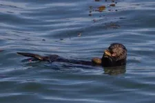 Otters, especially females, use tools to survive a changing world 3