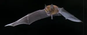 OU professor leading research for next steps in monitoring bat coronaviruses