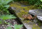 Ovenbirds eavesdrop on chipmunks to protect nests