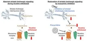 Overcoming nicotine withdrawal: Clues found in neural mechanisms of the brain 3