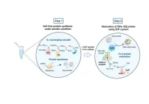 Overcoming the challenges to synthesising iron–sulfur proteins outside the glovebox