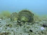 Oyster reefs once thrived along Europe’s coasts – now they’re gone