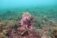 Oyster reefs once thrived along Europe’s coasts – now they’re gone 2