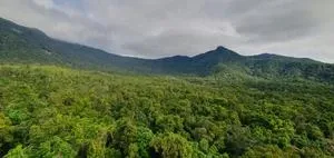 Ozone pollution reduces tropical forest growth 3