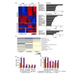 p21 facilitates chronic lung inflammation via epithelial and endothelial cells