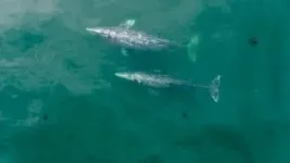 Pacific coast gray whales have gotten 13% shorter in the past 20-30 years, Oregon State study finds 2