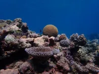 Pacific coral reef shows historic increase in climate resistance