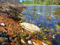 Pacific oyster may colonize the Baltic Sea