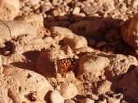 Painted lady butterflies migrations and genetics