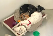 Pairing shelter dogs has ‘pawsitive’ results