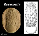 Paleontologists flip the script on anemone fossils