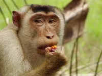 Palm oil plantations change the social behavior of macaques